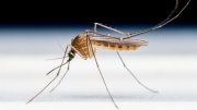 News24 | Benin, Liberia, and Sierra Leone also roll out malaria vaccine