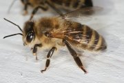 Lâ€™agonie dâ€™une abeille