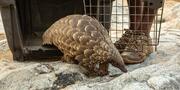 L’Afrique continue de se vider de ses pangolins pour les besoins de la médecine chinoise